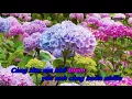 Download Lagu Ve Lai Doi Sim Karaoke Song Ca Voi Luu Anh Loan