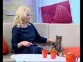 Download Lagu Создатель породы каракет Ирина Назарова: у этих кошек повадки собаки