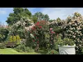 Rose Garden Tour Peter Beales English Rose Garden