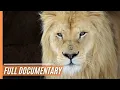 Download Lagu Lions - Fight for Survival | Full Documentary