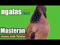 Download Lagu TEKUKUR GACOR suara NGALAS - PANCINGAN TEKUKUR ini Bagus untuk Masteran Semua Jenis Burung TEKUKUR