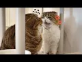 Download Lagu After ChuChu’s shave, her relationship with LULU has changed. (ENG SUB)