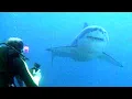 Why Are Shark Attacks Increasing Truth Fear and Coexistence Explained