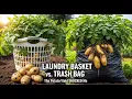 Lagu Trash Bag vs. Laundry Basket: Which Actually Grows More? #gardensolace 