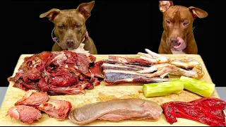 Best of Pitbull Eating Sounds | RAW MEAT | ASMR Compilation