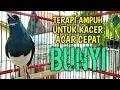Download Lagu TERAPI AMPUH UNTUK KACER AGAR CEPAT BUNYI !! PANCINGAN KACER GACOR BIKIN NYAUT.