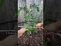 Download Lagu Tips for Growing Better Tomatoes! #texasgarden #gardening #tomato #tomatoplant