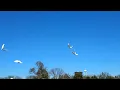 White Dove release for Gene Provenzano in Paris TX with Fry-Gibbs Funeral Home