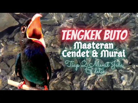 Download MP3 Tengkek Buto Durasi 15 Menit Jeda 10 - 15 Detik || Masteran Cendet, Murai, Kolibri, Kacer..