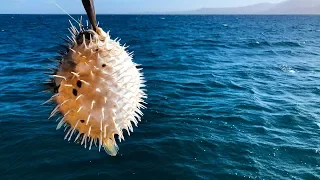 Ep 131 | How Hard Can it Be to Land a Decent Fish? Sailing Pacific Mexico