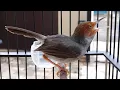 Download Lagu Suara Pikat Burung Prenjak Paling Ampuh | Download MP3 Masteran Perenjak Kepala Merah klawu