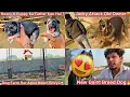 Lagu Jacky N Apne Old Owner P Sidha Attack Kiya😰Roxcy K Puppy?🐶New Gaint Dog Ki Entry🔥Farm Par Apna Room🏠