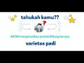 Download Lagu Padi BATAN