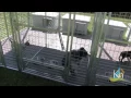 Unique Dog House Run Assembly