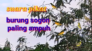 suara pikat burung sogon paling ampuh