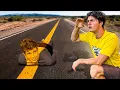 Download Lagu ESCONDE ESCONDE DE CAMUFLAGEM! (ESPECIAL 1 HORA)