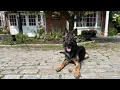 Baxter the 7 Month Old German Shepherd Puppy Boarding Training Progress