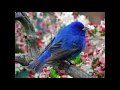 Download Lagu music shad  afghani  2016