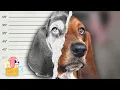 The Crimes Of My Pets