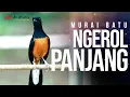 Download Lagu MURAI GACOR ISIAN MEWAH NGEROL PANJANG PANJANG