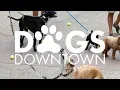 Dogs Downtown in Downtown Rochester Minnesota