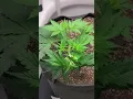 Acapulco gold day 23 from seed and they are from kush seeds from pacific Seed Bank