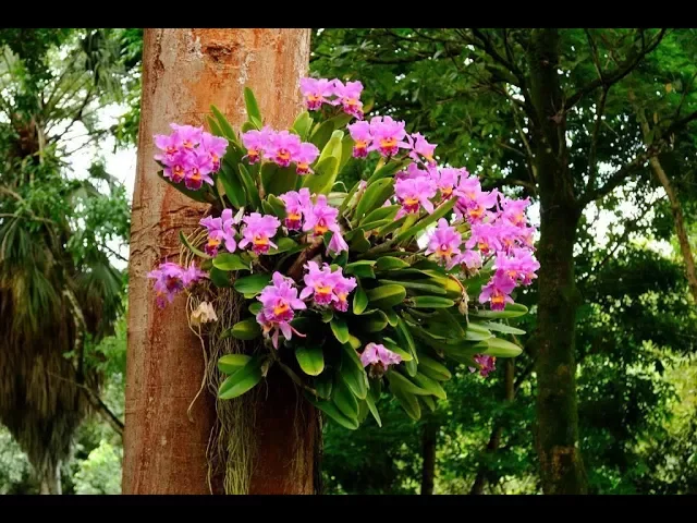 COMO AMARRAR ORQUÍDEAS NO TRONCO, MUITO FÁCIL!