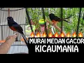 Download Lagu Kicaumania X  Kompak ✅#MuraiBatu#Chimáclà #บินหลาดง#ShamaBird#choelua #orientalmagpierobin#阿妹#ciblek