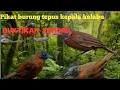 PIKAT BURUNG TEPUS KEPALA KELABU       terbaru 2024!!