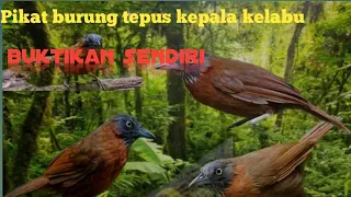 pikat burung tepus kepala kelabu terbaru 2024 