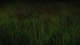 Download suasana di tengah sawah malam hari | suara jangkrik | suara katak | suara serangga malam MP3