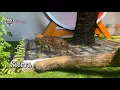 Download Lagu Sierra si Kucing Bengal