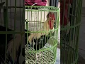 Download Lagu suara ayam kekok merdu