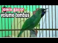 cucak ijo mini gacor ngeplong volume kenceng,ampuh memancing emosi dan bikin gacor jomin lain