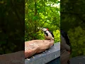 Download Lagu woodpecker feeding with seeds #viralshort #shorts #birdingparadise