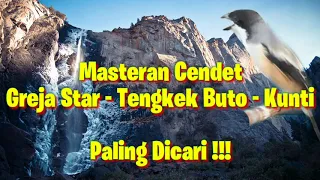 masteran cendet full tembakan greja star tengkek buto kunti dijamin langsung gacor