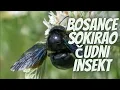 Download Lagu Bosance Šokirao Insekt Kojeg Nikada do sada Nisu Videli