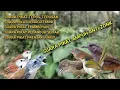 Download Lagu SUARA PIKAT AMPUH BURUNG SEMAK BELUKAR SUARA PIKAT TEPUS/PRENJAK LUMUT RIBUT