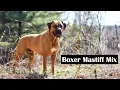 Boxer Mastiff Mix Dog Breeds