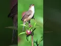 Download Lagu Kicau burung kerak basi alis putih