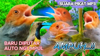 Download Suara Pikat Prenjak Ribut Dan Burcil Ampuh, Baru Diputar Auto Ngumpul...!! MP3