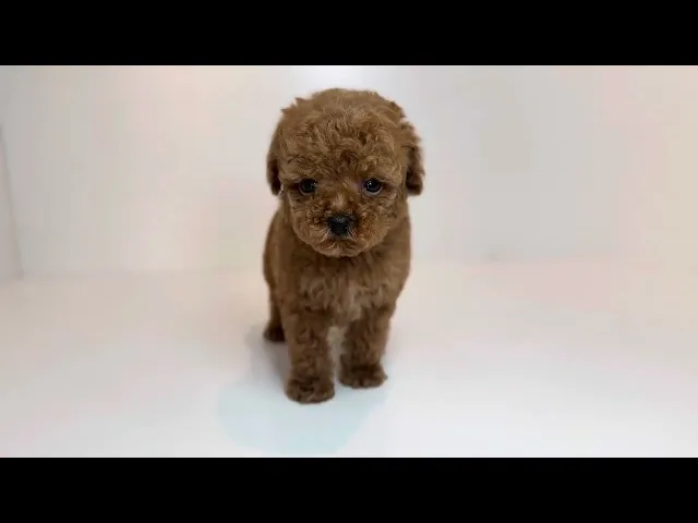 動画
