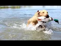 All You Need to Know About Chesapeake Bay Retrievers Labrador Retrievers