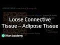 Loose Connective Tissues - Adipose Animal Tissues Class 9 Life Sciences Telangana