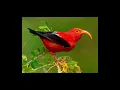 Hawaii Native Forest Bird ID Practice