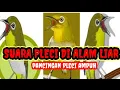 suara pleci di alam liar (cocok buat pikat) #burung #pleci