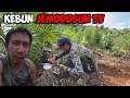 Download Lagu Perkembangan Kebun Sawit @jemodusuntv Selama 1 Tahun – Hasilnya Bikin Kaget!