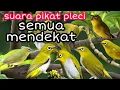 Download Lagu suara pikat pleci || pleci ngecir || pikat pleci liar