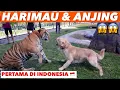 Download Lagu TEGANG! SNOW PRINCE KETEMU KENZO HARIMAU BENGGALA!!