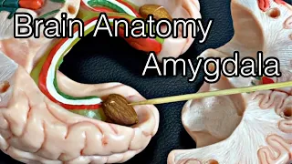 Download Anatomy of brain: amygdala (English) MP3